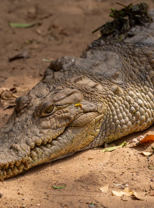 A closeup photo of huge brown crocodile crawling on the ground - Banok Safaris ltd