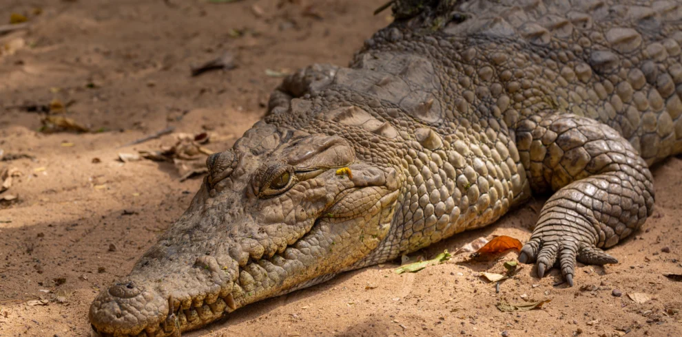 A closeup photo of huge brown crocodile crawling on the ground - Banok Safaris ltd