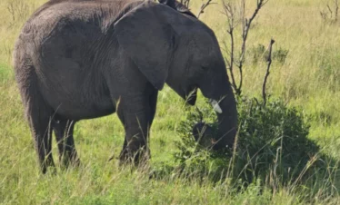 5 Days Safari Tarangire, Lake Manyara, Serengeti & Ngorongoro