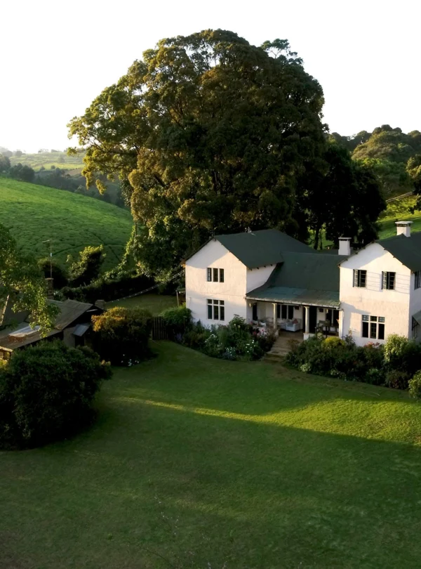 Areal view of Kiambethu Tea Farm Plantation - Banok Safris ltd
