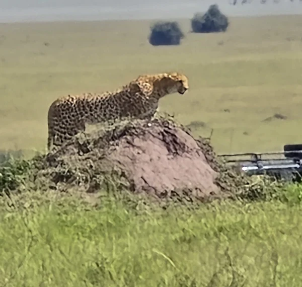 Cheetah on a mound during a safari tour, showcasing the breathtaking wildlife and landscapes of the African savannah._Banok Safaris ltd