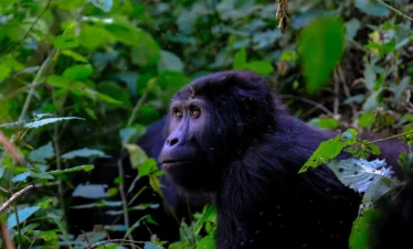 Close-shot-gorilla-near-plants - Banok Safaris ltd