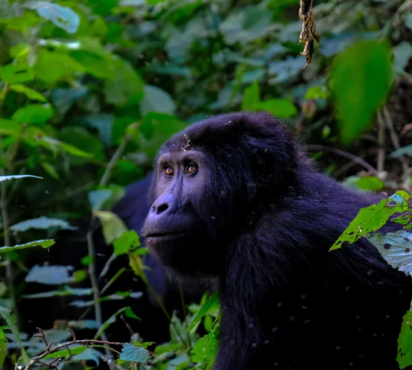 Close-shot-gorilla-near-plants - Banok Safaris ltd
