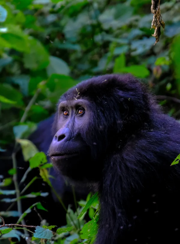 Close-shot-gorilla-near-plants - Banok Safaris ltd