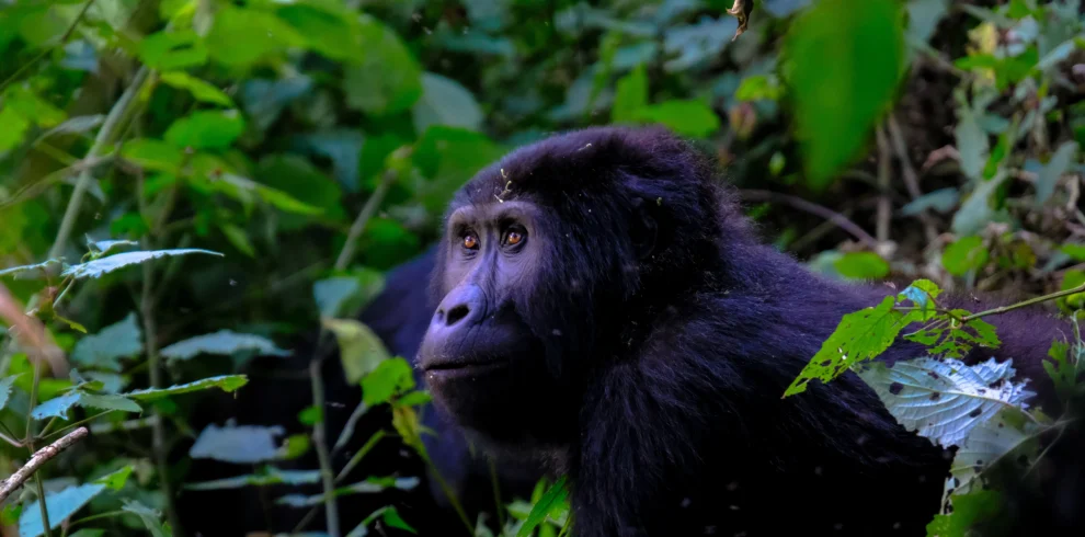 Close-shot-gorilla-near-plants - Banok Safaris ltd