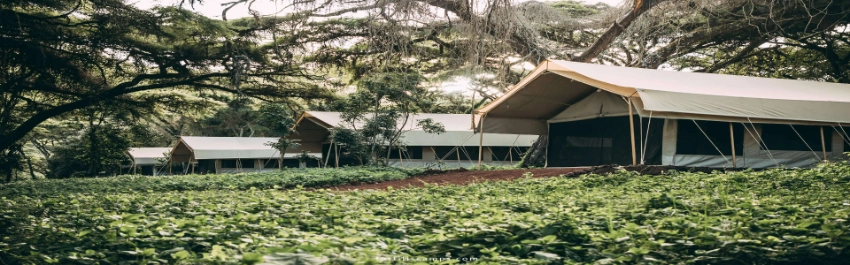 Ngorongoro Tortilis Camp-Banok Safaris Limited
