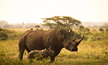 Rhino and calf in Savannah - Nairobi National Museum - Banok Safaris ltd