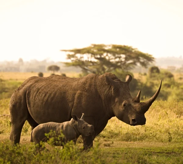 Rhino and calf in Savannah - Nairobi National Museum - Banok Safaris ltd