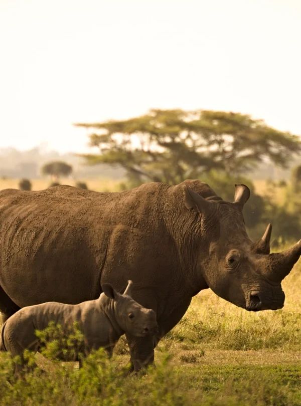Rhino and calf in Savannah - Nairobi National Museum - Banok Safaris ltd