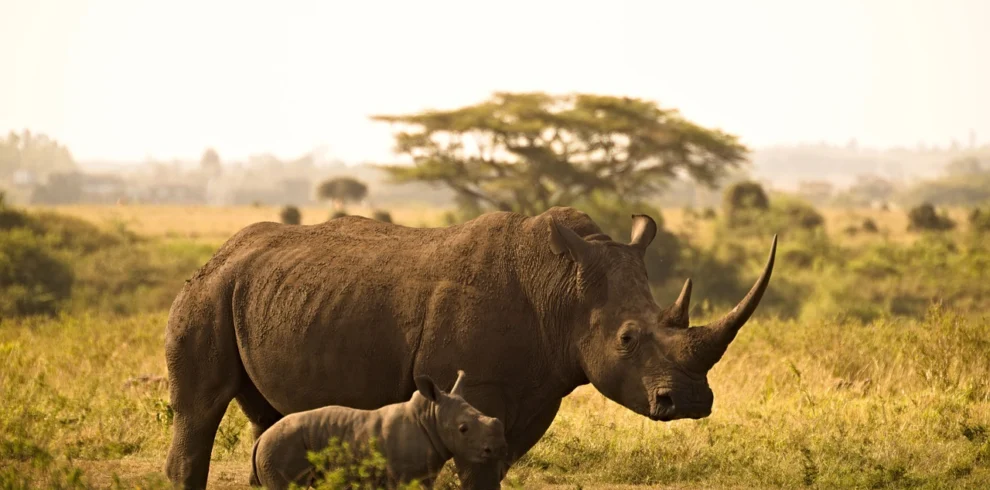 Rhino and calf in Savannah - Nairobi National Museum - Banok Safaris ltd