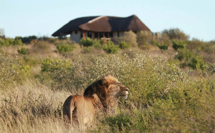 Tau Pan Camp-Banok Safaris Limited