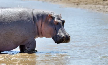 a lone hippo in savannah - Banok Safaris ltd