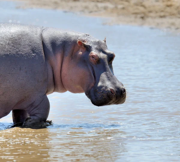 a lone hippo in savannah - Banok Safaris ltd
