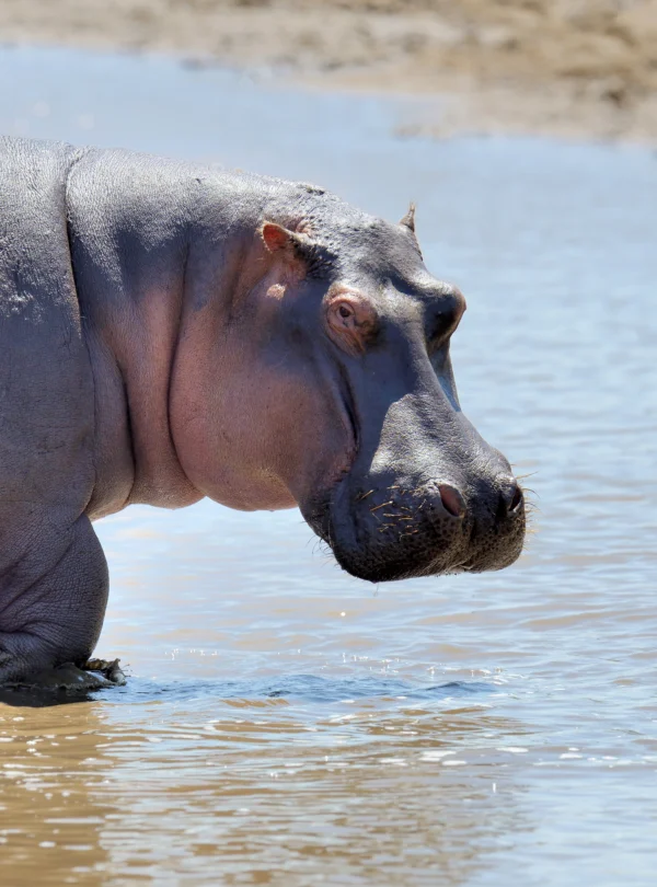 a lone hippo in savannah - Banok Safaris ltd