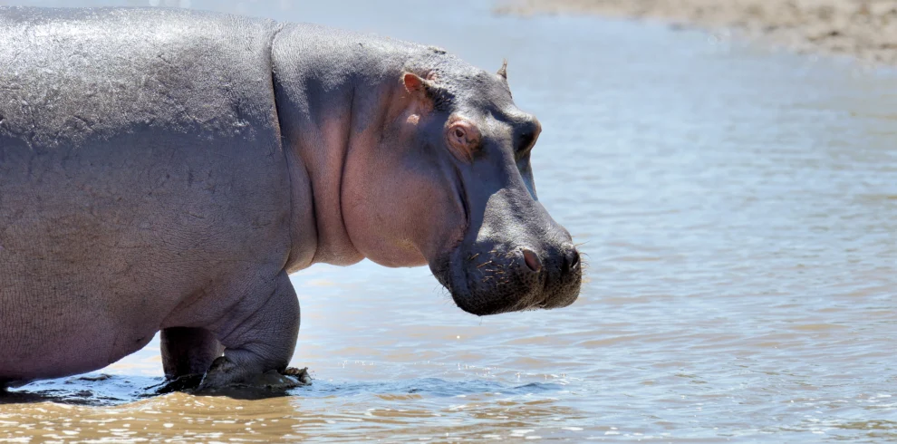 a lone hippo in savannah - Banok Safaris ltd