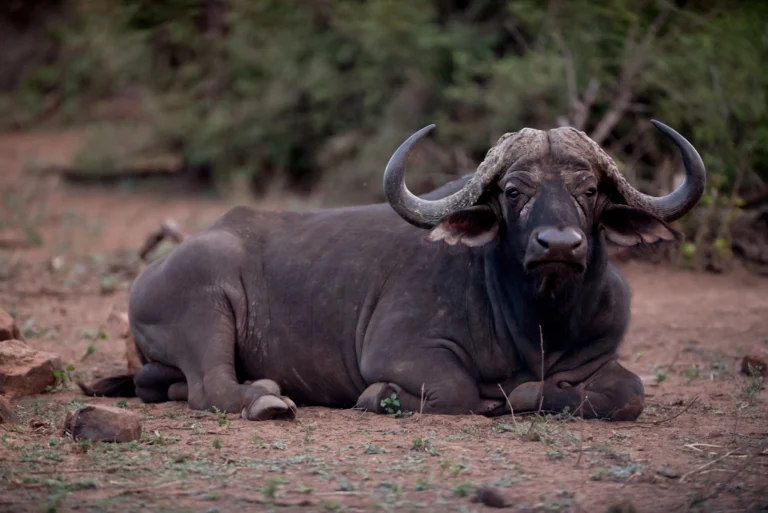 african buffalo resting ground on the ground - Banok Safaris ltd