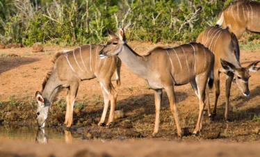 beautiful-shot-wild-african-antelopes-near-lake - Banok Safaris ltd