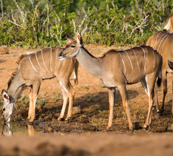 beautiful-shot-wild-african-antelopes-near-lake - Banok Safaris ltd
