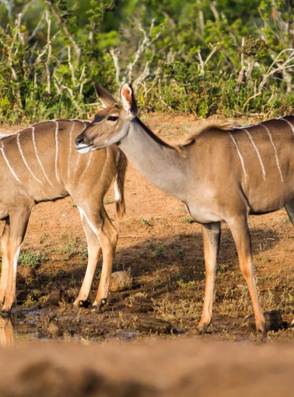 beautiful-shot-wild-african-antelopes-near-lake - Banok Safaris ltd