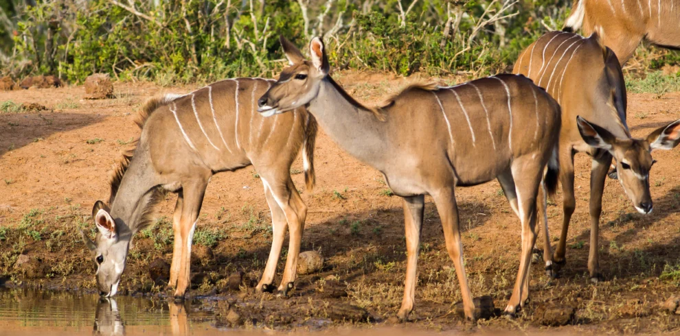 beautiful-shot-wild-african-antelopes-near-lake - Banok Safaris ltd