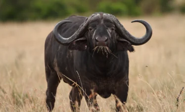 big black buffalo in fields covered with tall grass captured african jungle - Banok Safaris ltd
