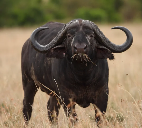 big black buffalo in fields covered with tall grass captured african jungle - Banok Safaris ltd