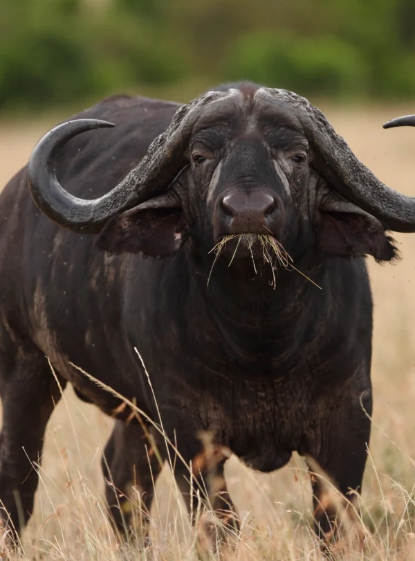 big black buffalo in fields covered with tall grass captured african jungle - Banok Safaris ltd