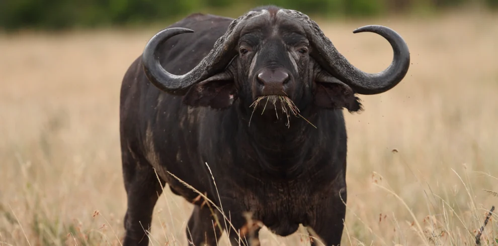 big black buffalo in fields covered with tall grass captured african jungle - Banok Safaris ltd