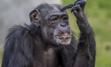 closeup-shot-of chimpanzee-making-thinking-posture - Banok Safaris ltd
