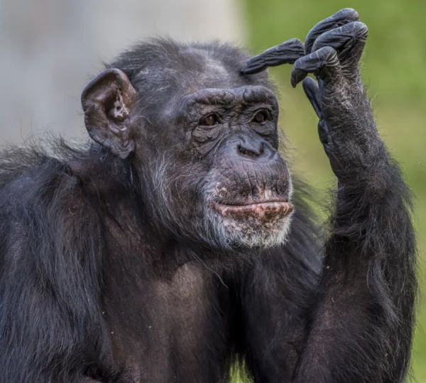 closeup-shot-of chimpanzee-making-thinking-posture - Banok Safaris ltd