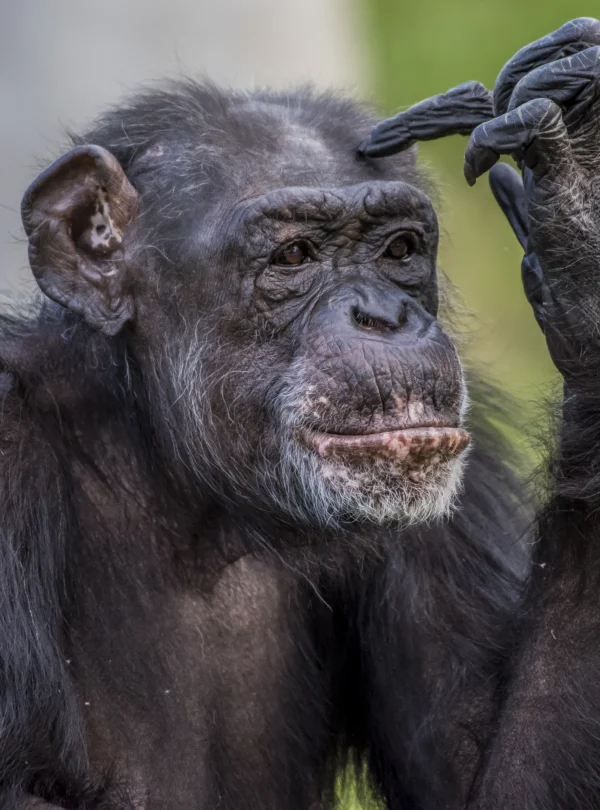 closeup-shot-of chimpanzee-making-thinking-posture - Banok Safaris ltd