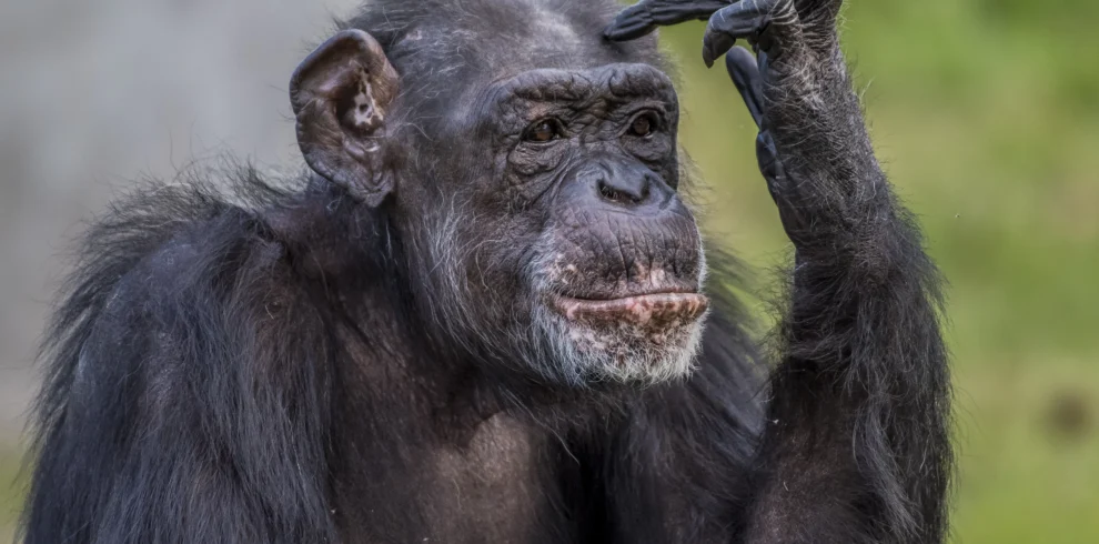 closeup-shot-of chimpanzee-making-thinking-posture - Banok Safaris ltd