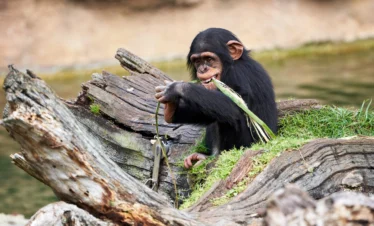 cute-small-chimpanzee-resting on a log-biting-plant-Banok safaris ltd