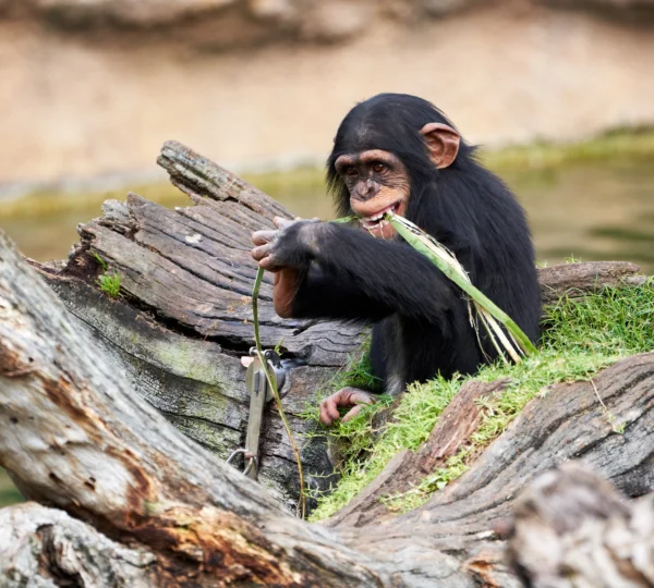 cute-small-chimpanzee-resting on a log-biting-plant-Banok safaris ltd