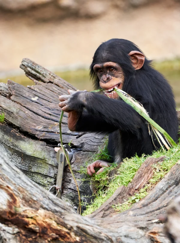 cute-small-chimpanzee-resting on a log-biting-plant-Banok safaris ltd