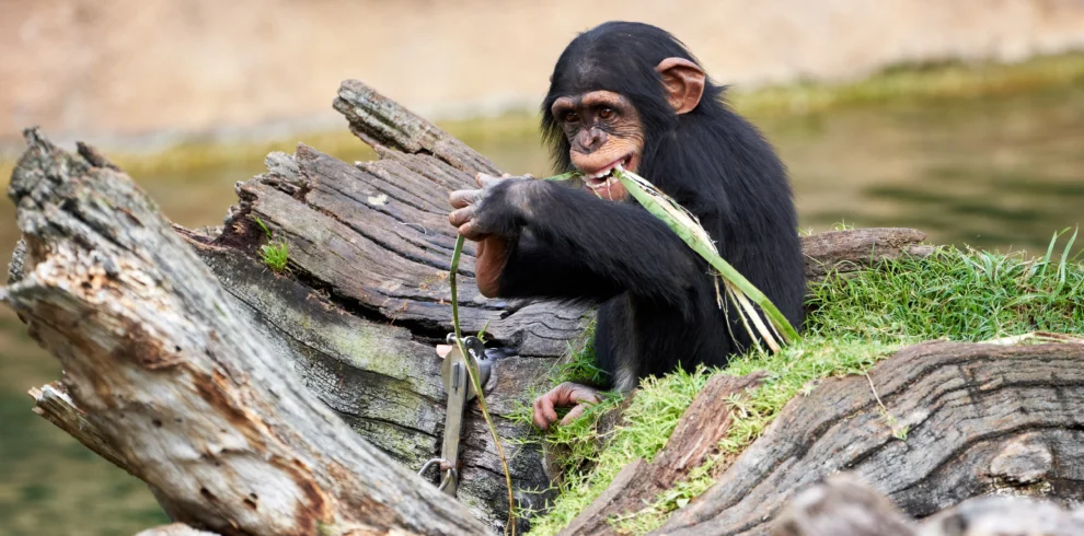cute-small-chimpanzee-resting on a log-biting-plant-Banok safaris ltd