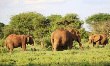 elephants-standing-each-other-green-field-kenya - Banok Safaris ltd
