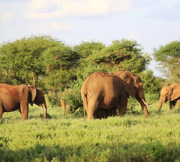 elephants-standing-each-other-green-field-kenya - Banok Safaris ltd