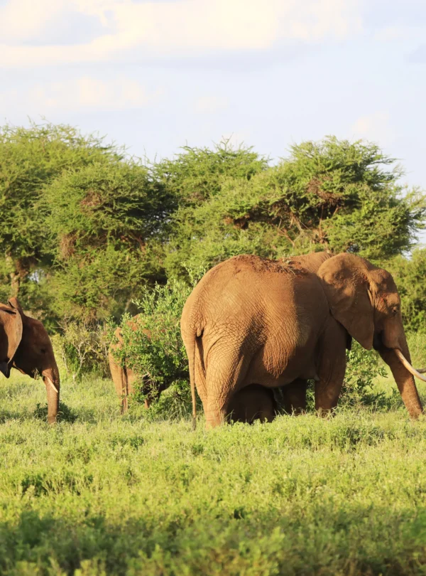 elephants-standing-each-other-green-field-kenya - Banok Safaris ltd