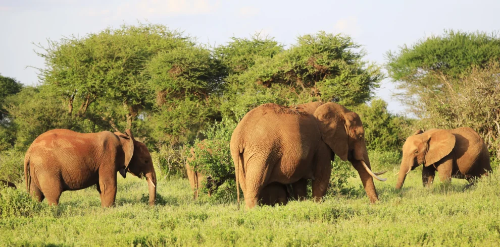 elephants-standing-each-other-green-field-kenya - Banok Safaris ltd