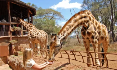 giraffe-center-nairobi-kenya-Nairobi National Museum - Banok Safaris ltd