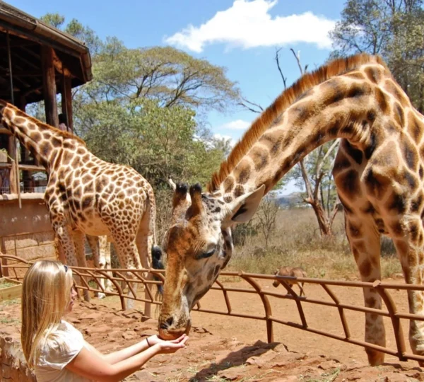 giraffe-center-nairobi-kenya-Nairobi National Museum - Banok Safaris ltd