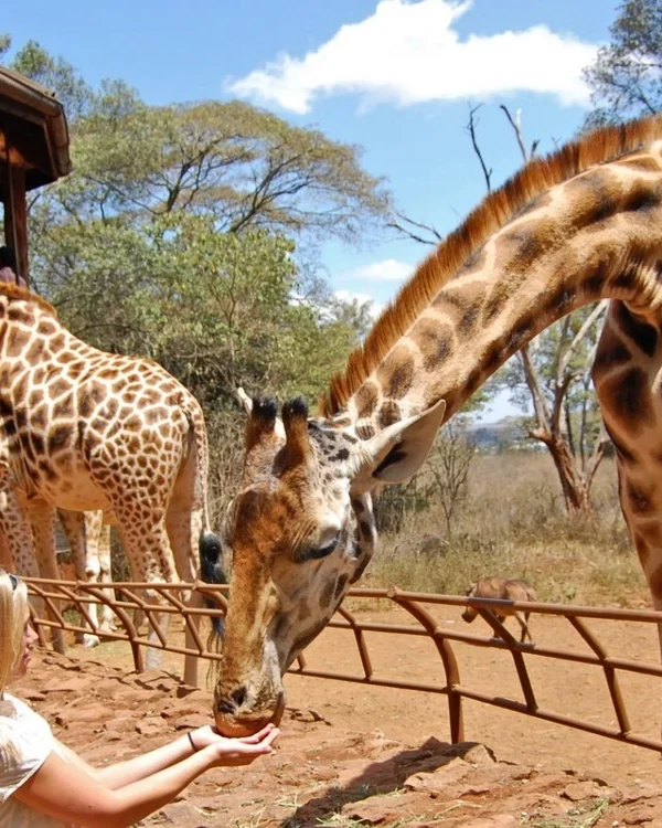giraffe-center-nairobi-kenya-Nairobi National Museum - Banok Safaris ltd