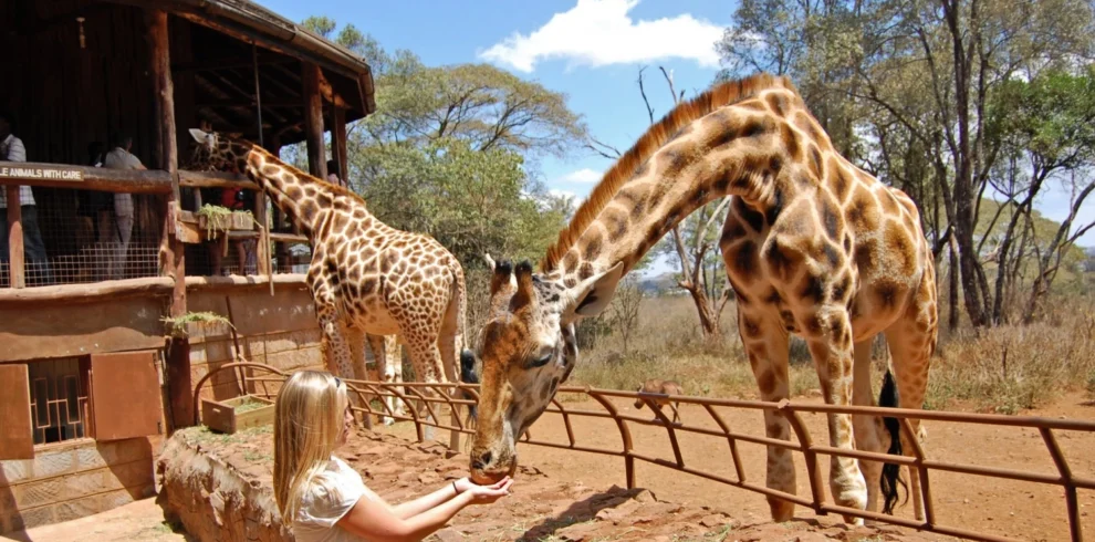 giraffe-center-nairobi-kenya-Nairobi National Museum - Banok Safaris ltd