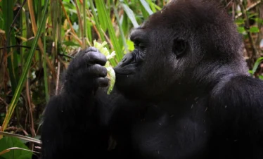 gorilla closeup from side view - Banok Safris ltd