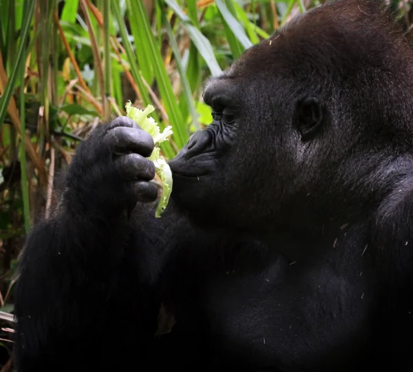 gorilla closeup from side view - Banok Safris ltd