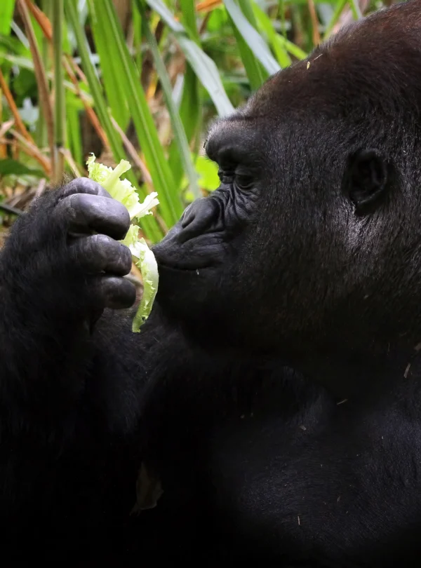 gorilla closeup from side view - Banok Safris ltd
