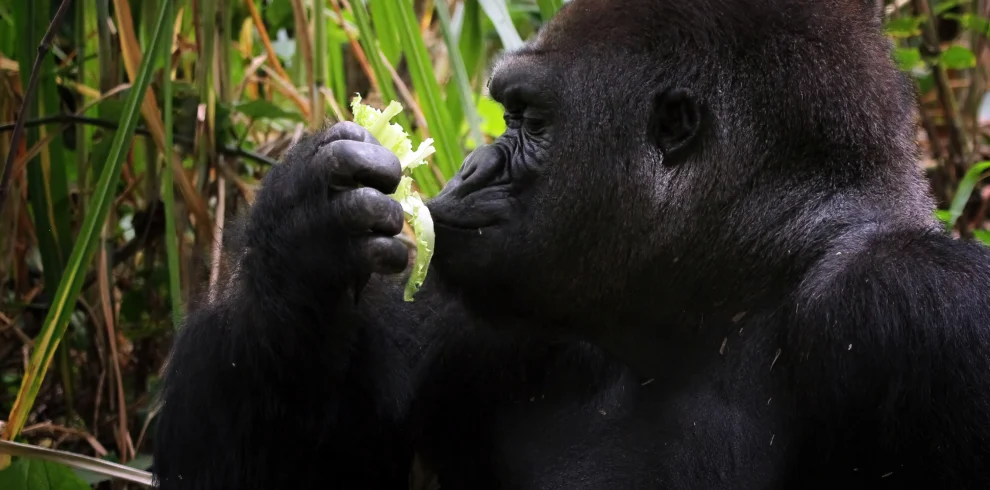 gorilla closeup from side view - Banok Safris ltd