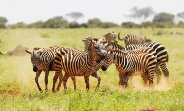 group-zebras-grazing-tsavo-east-national-park-kenya-africa