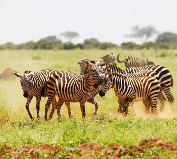group-zebras-grazing-tsavo-east-national-park-kenya-africa